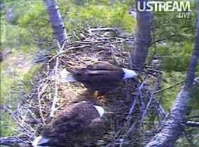 The Maine Cam 3 eagles on their nest, April 16, 2011